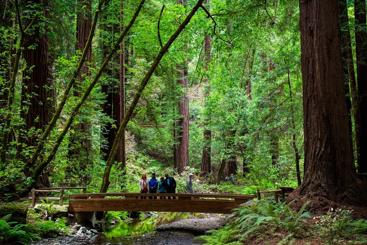 San Francisco: Redwood & Wine Country Tour with Lunch & Wine