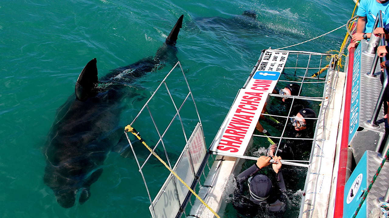 Cape Town Shark Cage Diving and Penguin Colony Day Trip