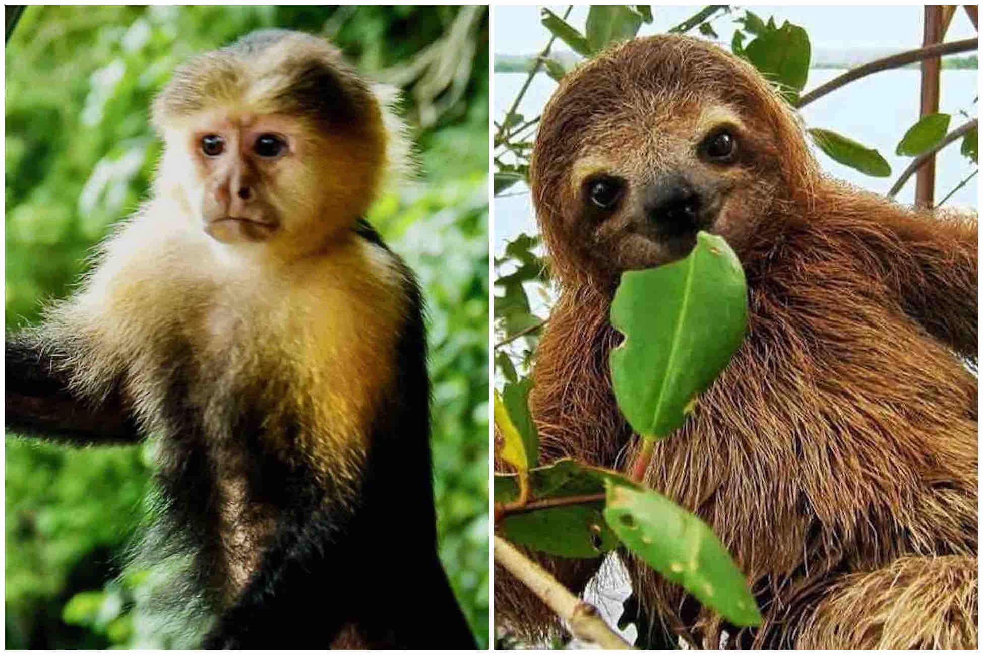 Panama Canal, Monkey Island & Sloth Sanctuary Expedition