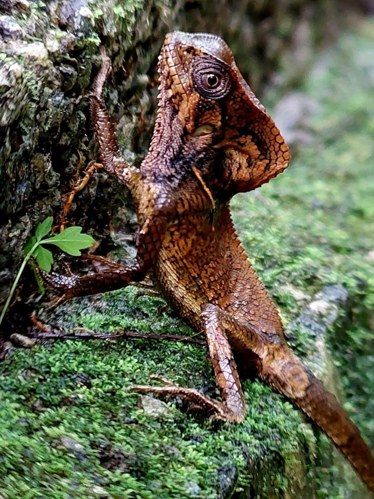 Manuel Antonio National Park: Expert-Guided Wildlife Hike