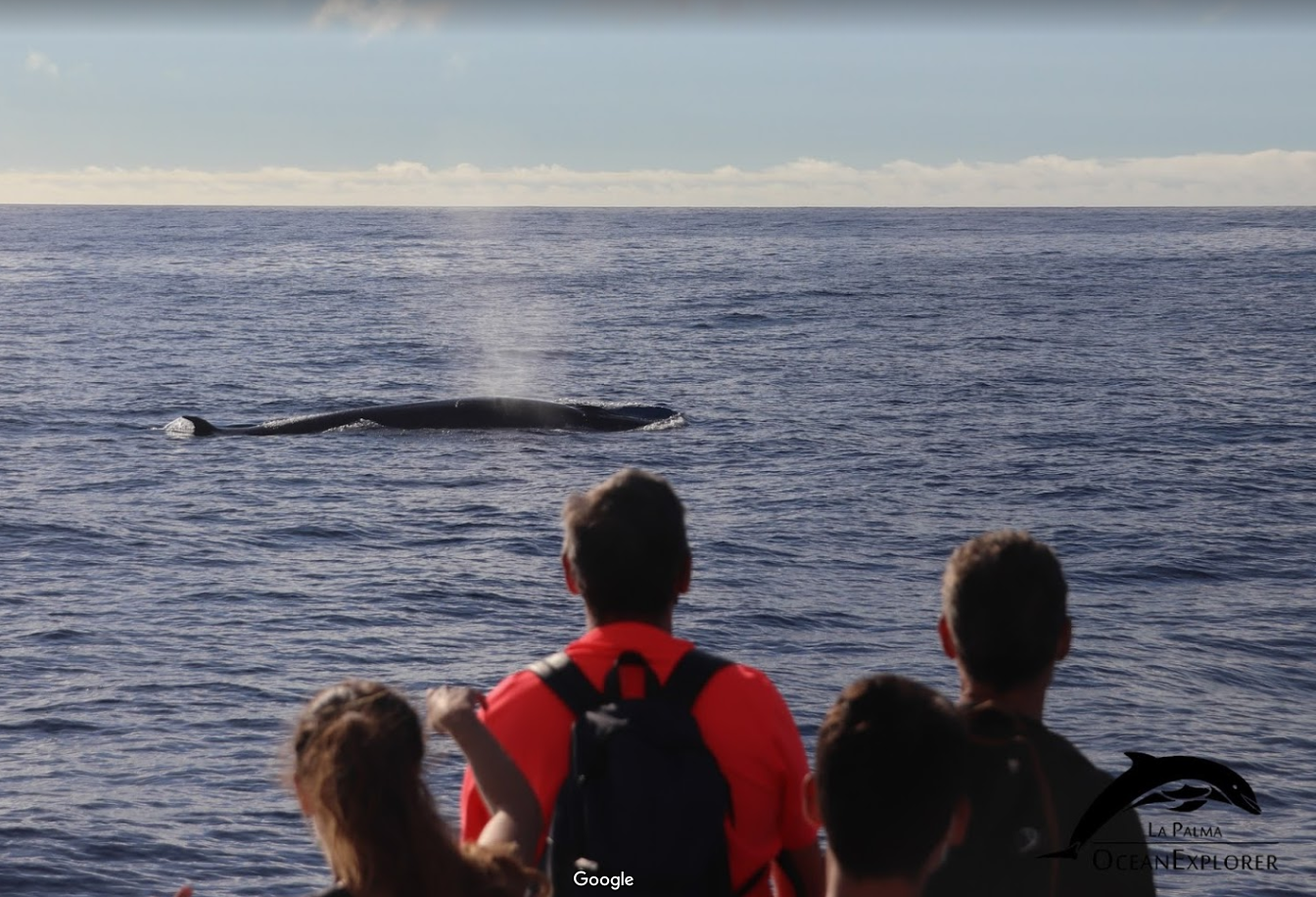 Marine Wildlife Expedition with Biologist Guide