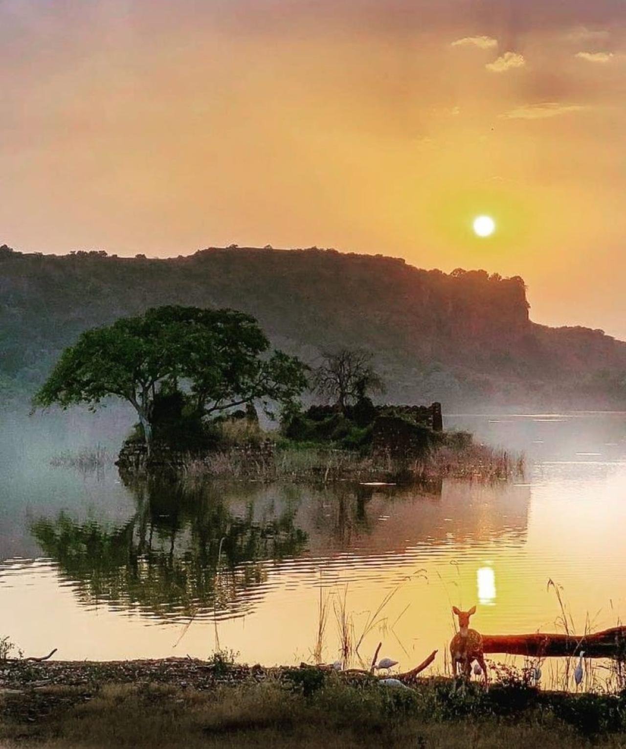 Ranthambore National Park Safari: Full-Day Excursion from Delhi