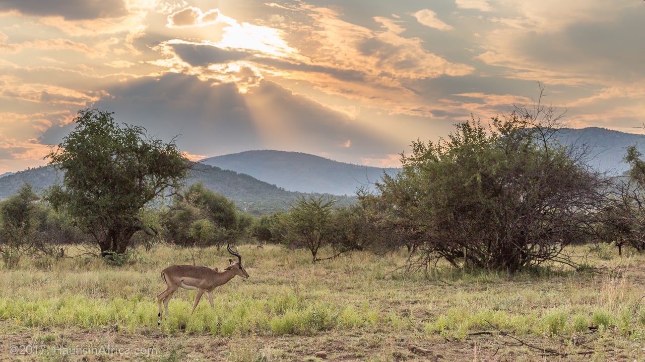Pilanesberg National Park Day Safari from Johannesburg