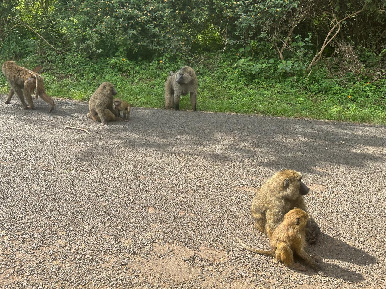 Nairobi National Park 5-Hour Guided Safari