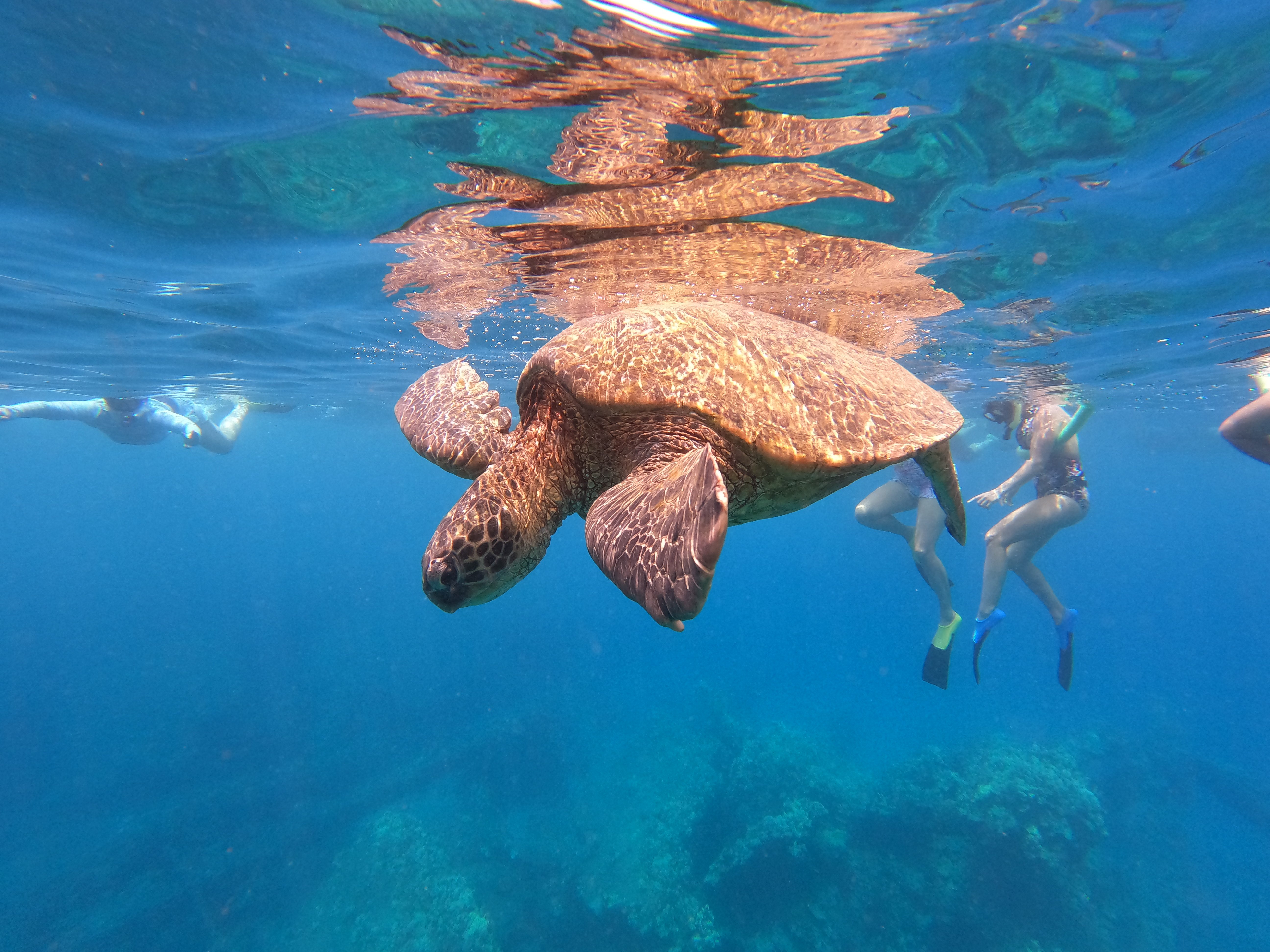 West Maui Half-Day Snorkel Cruise from Ka'anapali