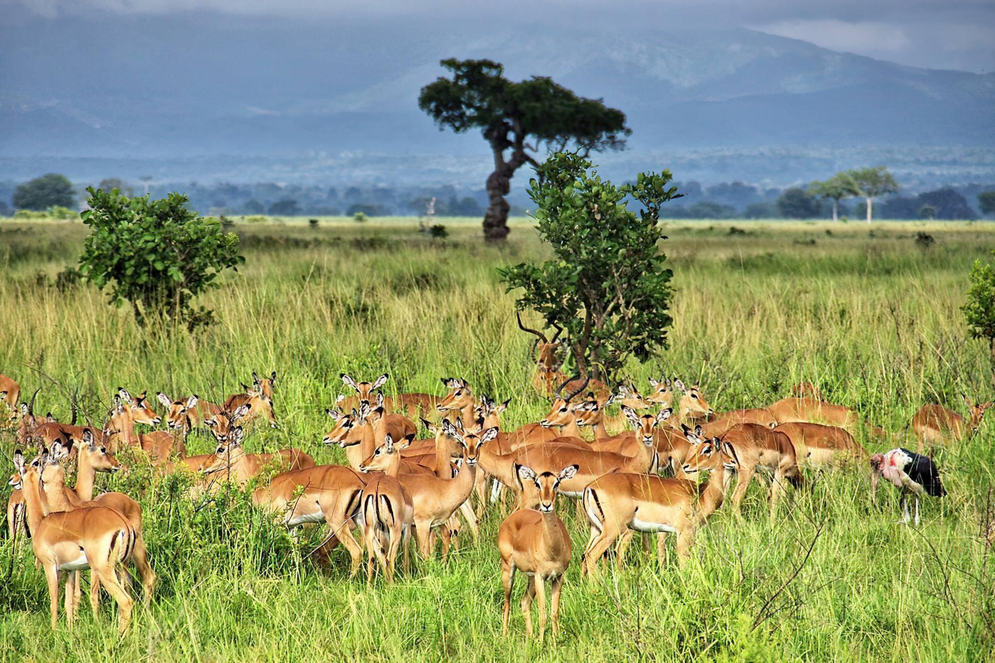 Mikumi National Park 2-Day Safari from Zanzibar or Dar es Salaam