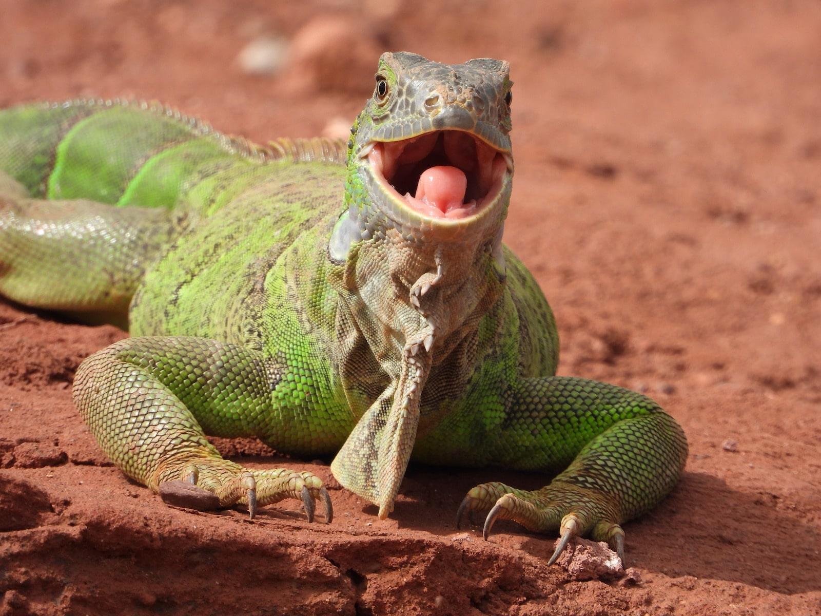 Agadir Highlights: Crocodile Park, Medina & Camel Trek
