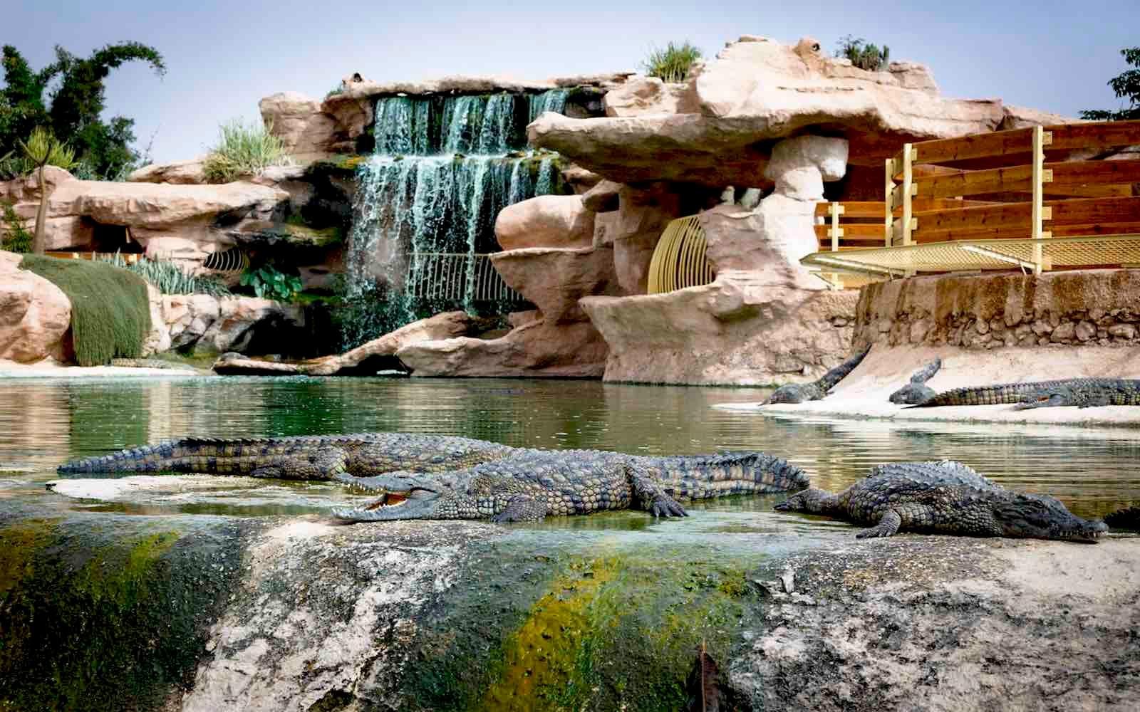 Agadir Highlights: Crocodile Park, Medina & Camel Trek