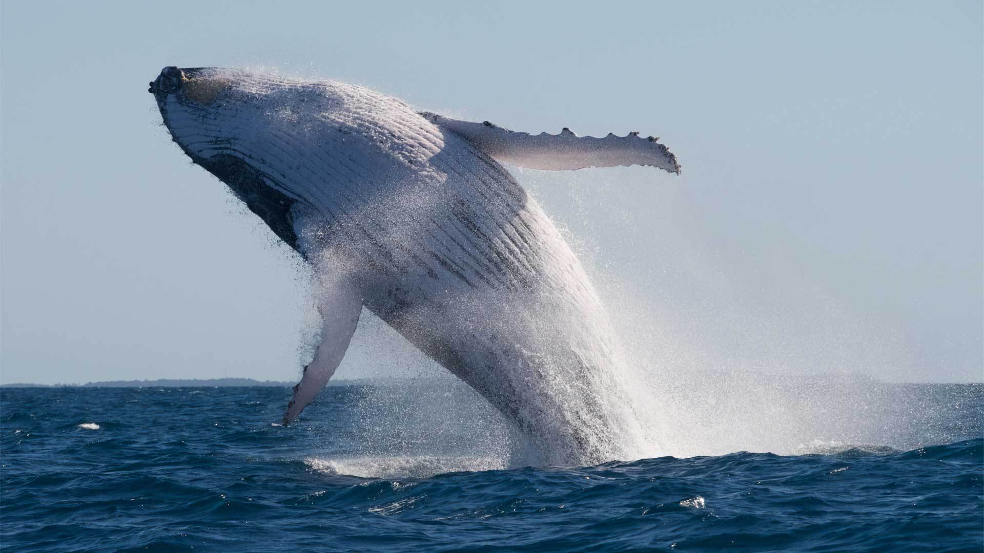 Mooloolaba Whale Watching Cruise