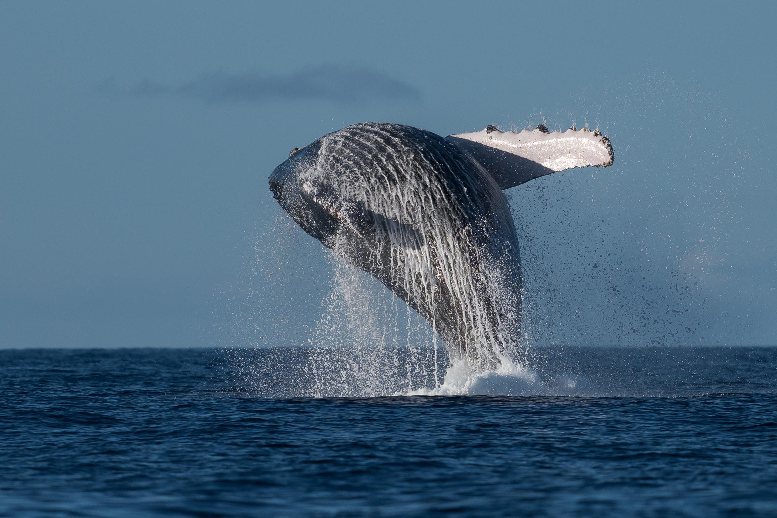 Mooloolaba Whale Watching Adventure