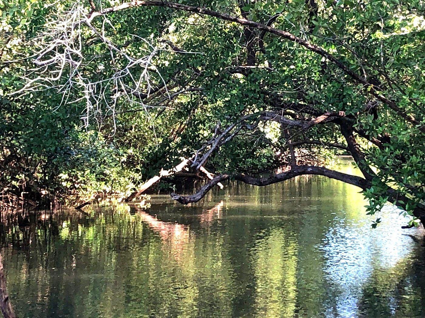 Mangrove Kayaking Safari in Tamarindo