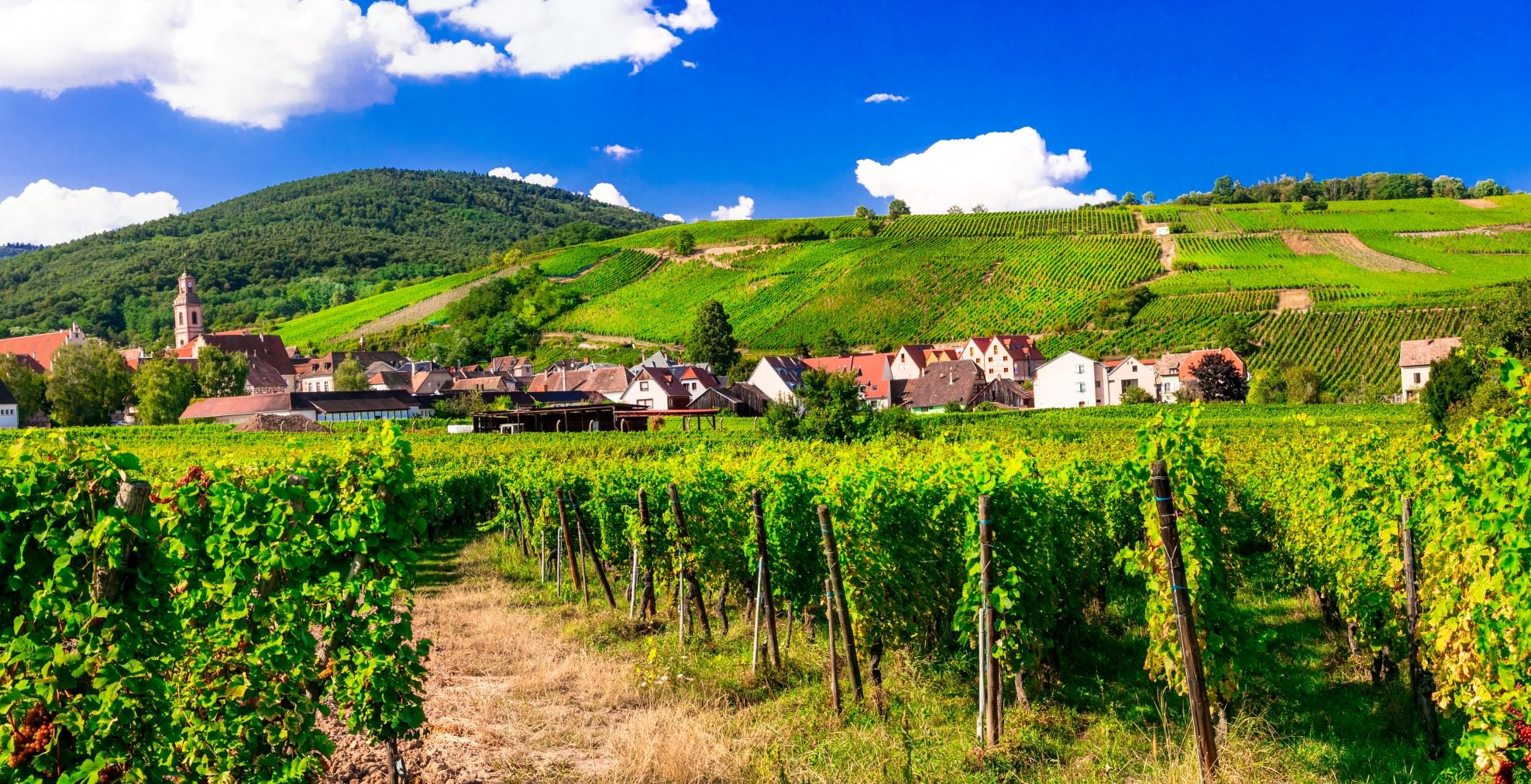 Alsace Wine Route Villages Half-Day Trip