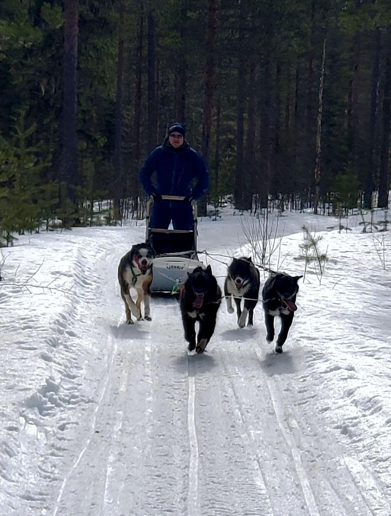Rovaniemi Husky Safari with Transfers & Fireside BBQ