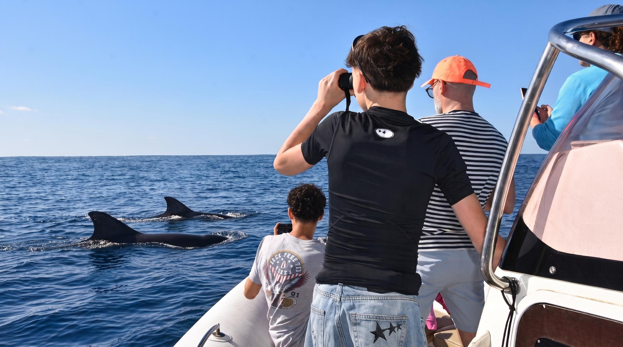 Premium Zodiac Whale & Dolphin Watching Safari
