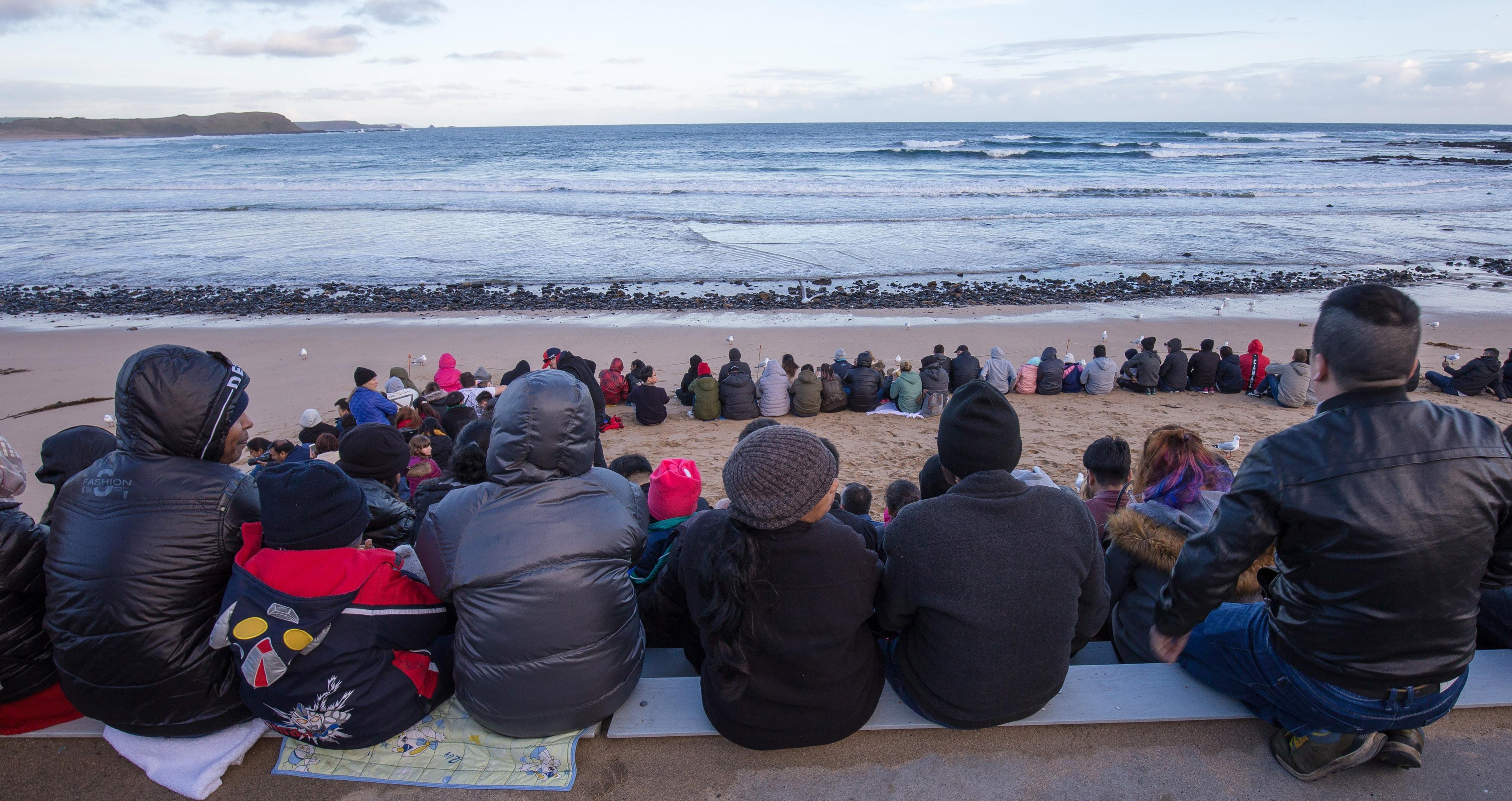 Phillip Island Wildlife & Penguin Parade Day Tour