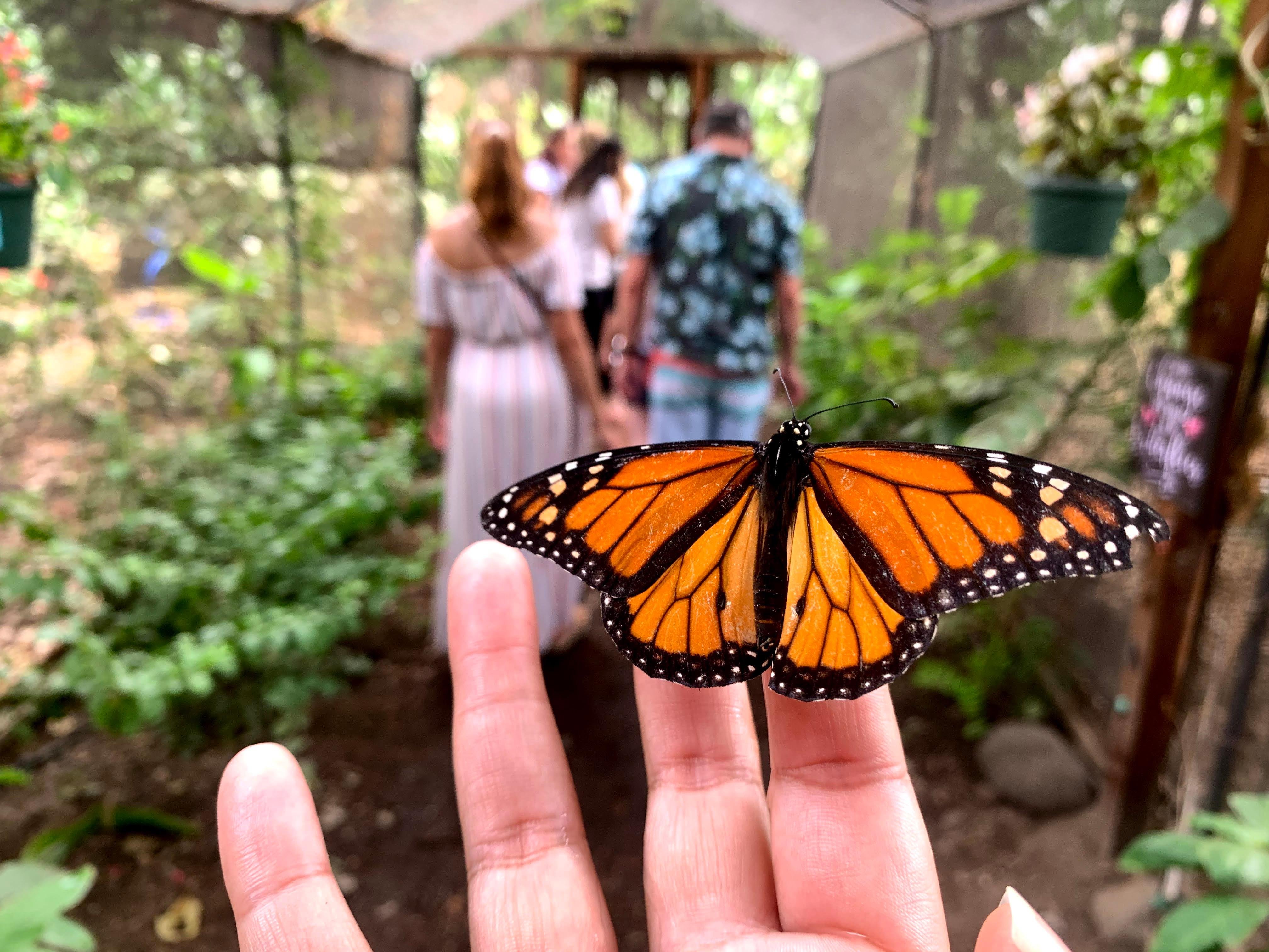 Maui Butterfly Farm Interactive Experience