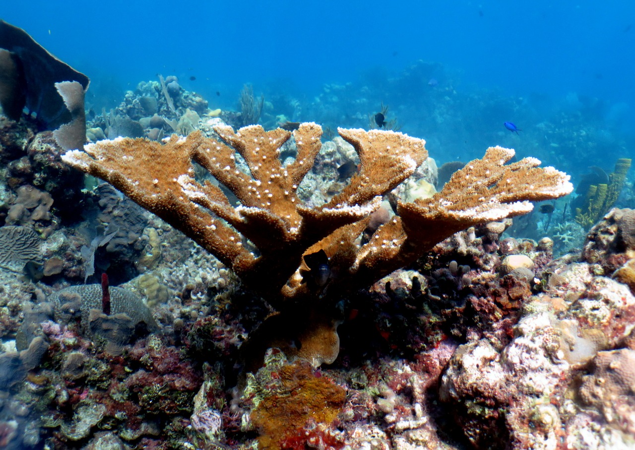 Catalina Island Snorkeling & Chavon River Day Tour from Punta Cana