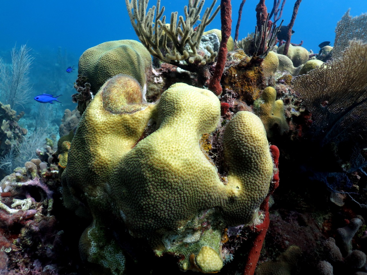 Catalina Island Snorkeling & Chavon River Day Tour from Punta Cana
