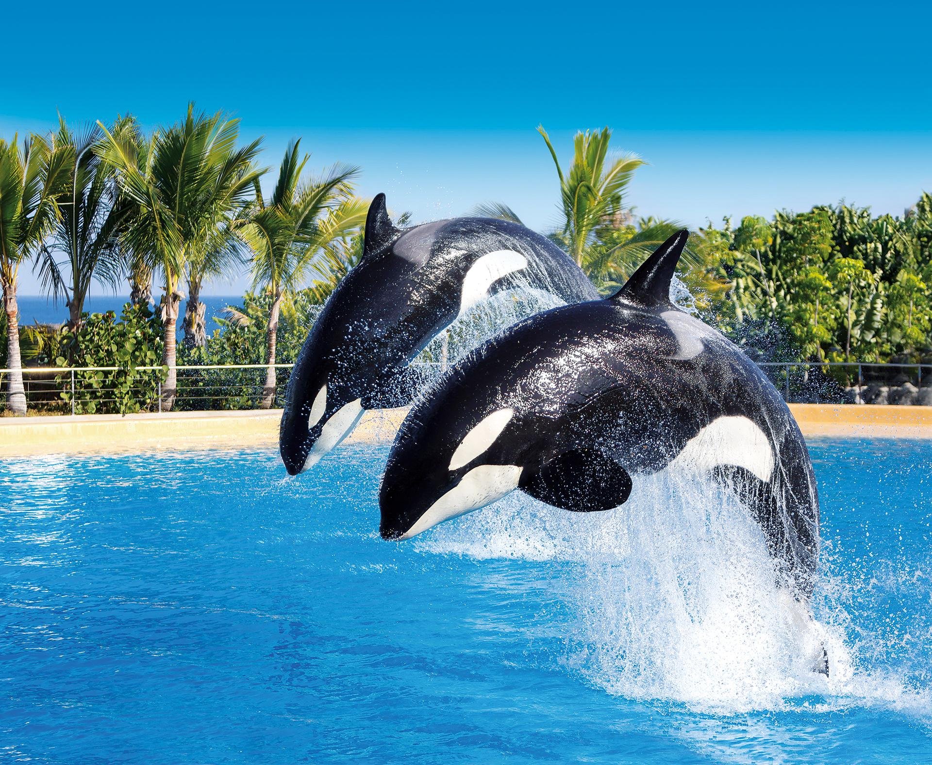 Loro Parque & Siam Park Dual-Entry Pass