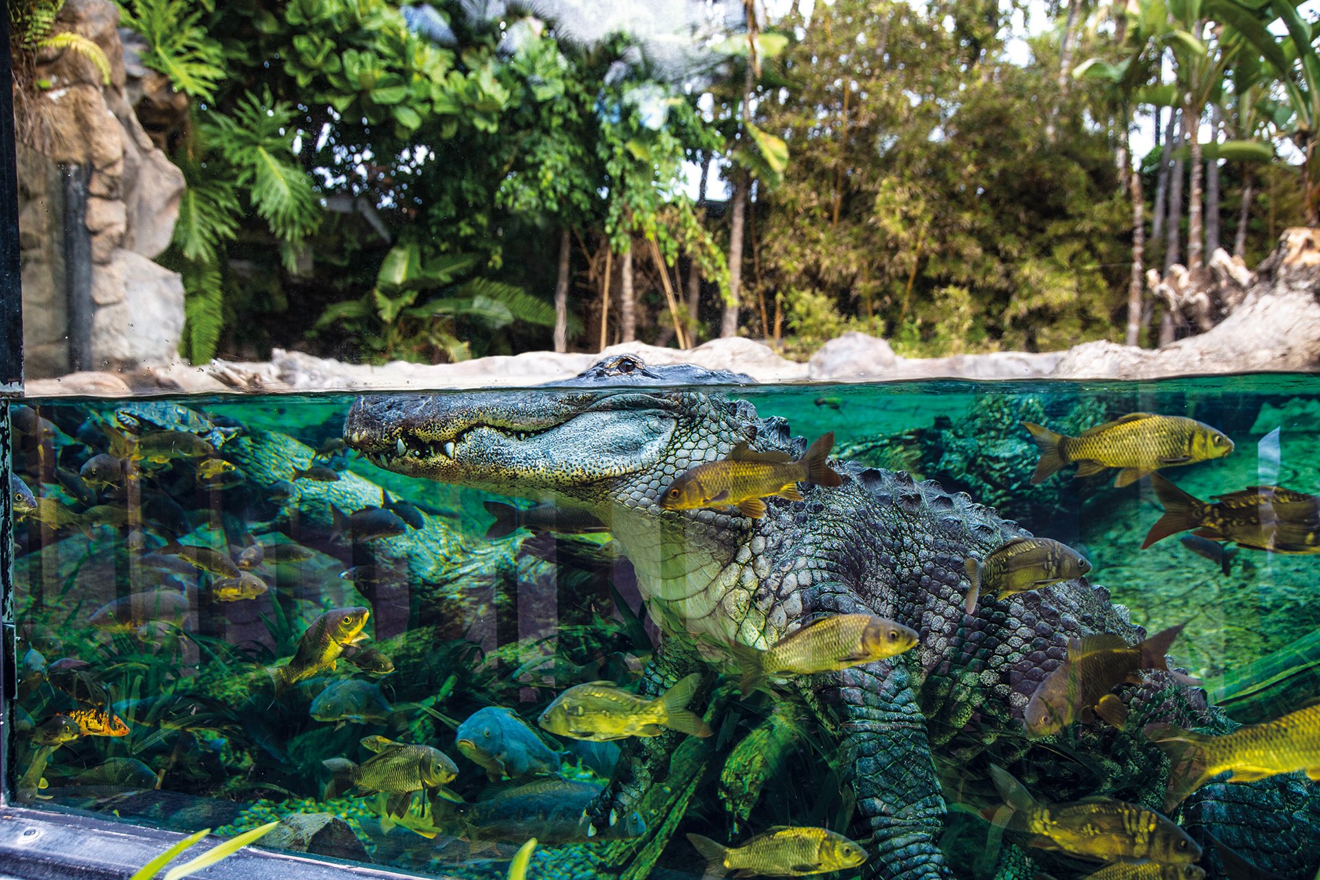 Loro Parque & Siam Park Dual-Entry Pass