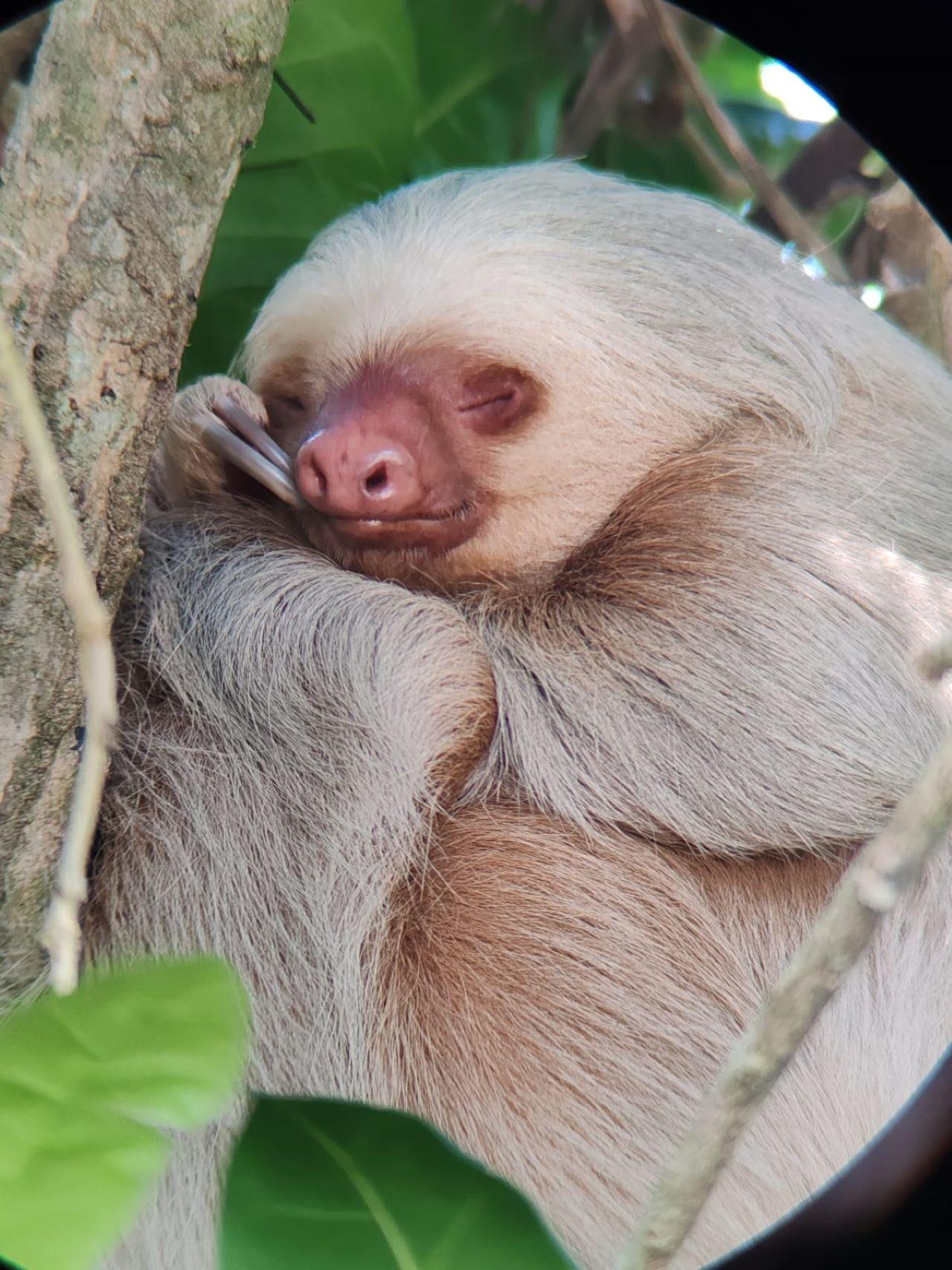 Manuel Antonio National Park: Expert-Guided Wildlife Hike