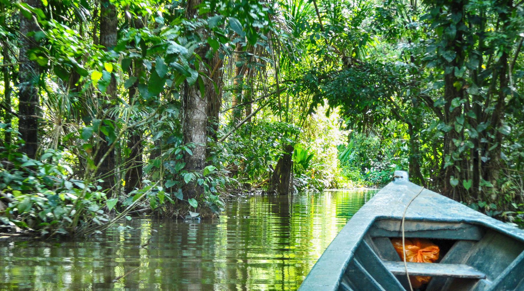 Tambopata Jungle Adventure: 2-Day Trip from Puerto Maldonado