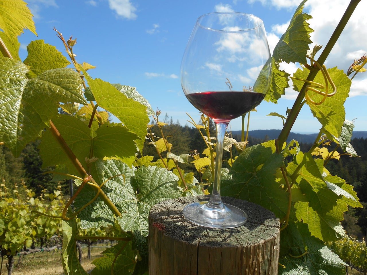 Monterey Peninsula: Carmel Valley Wine Tasting Tour