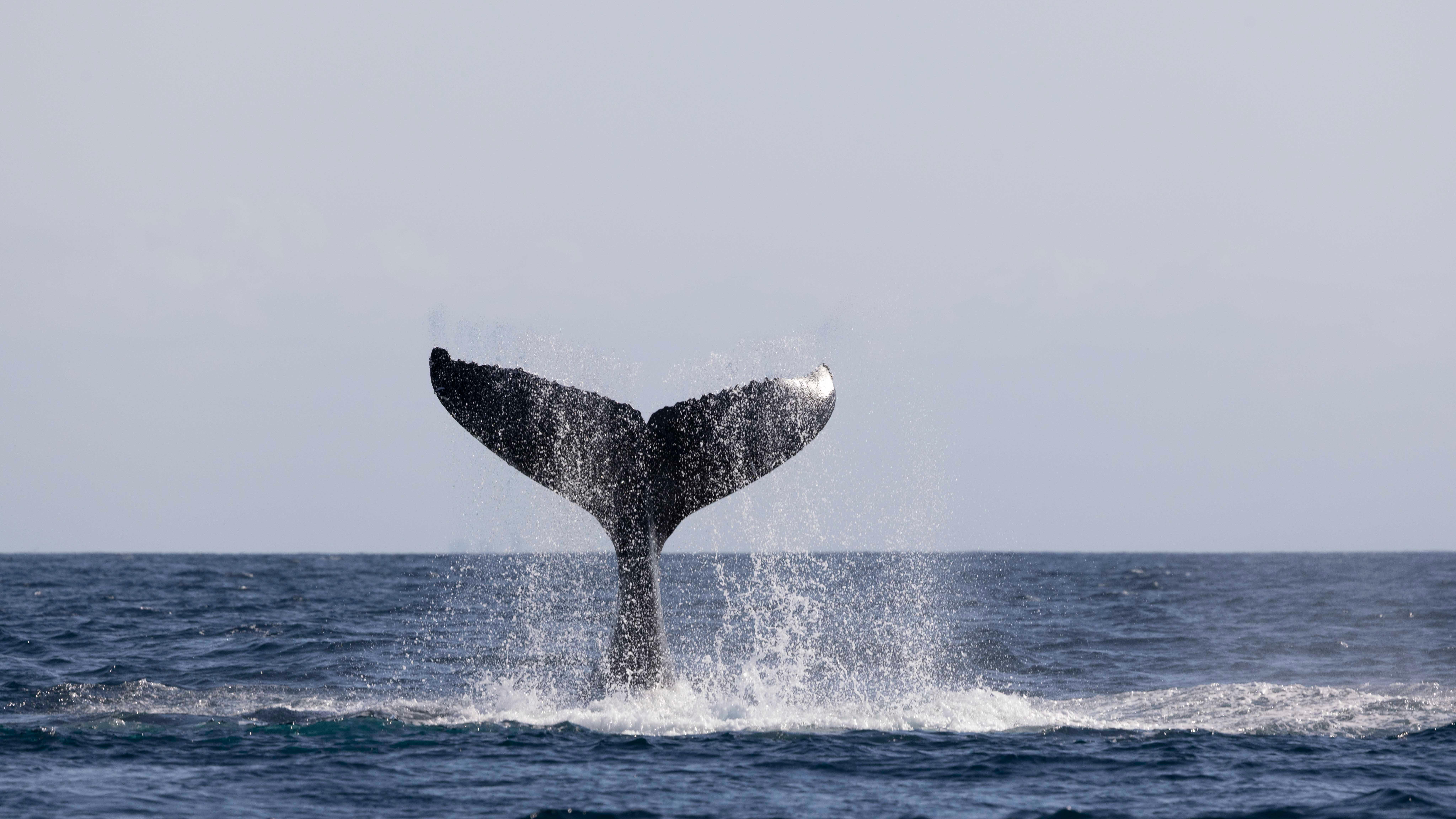 Gold Coast/Coolangatta: Whale Watching with Marine Biologist