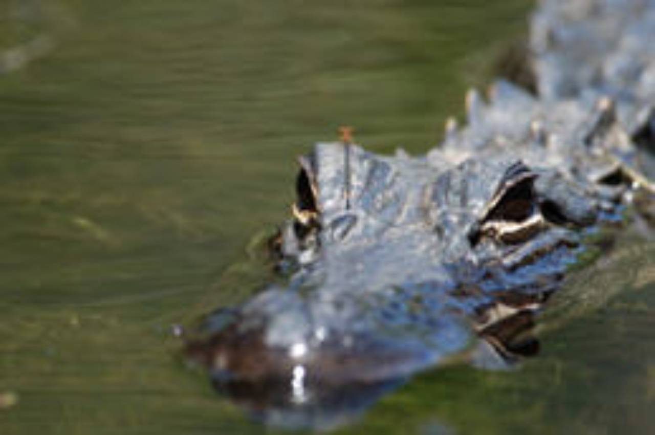 Everglades Kayak Eco Adventure with Alligators & Orchids