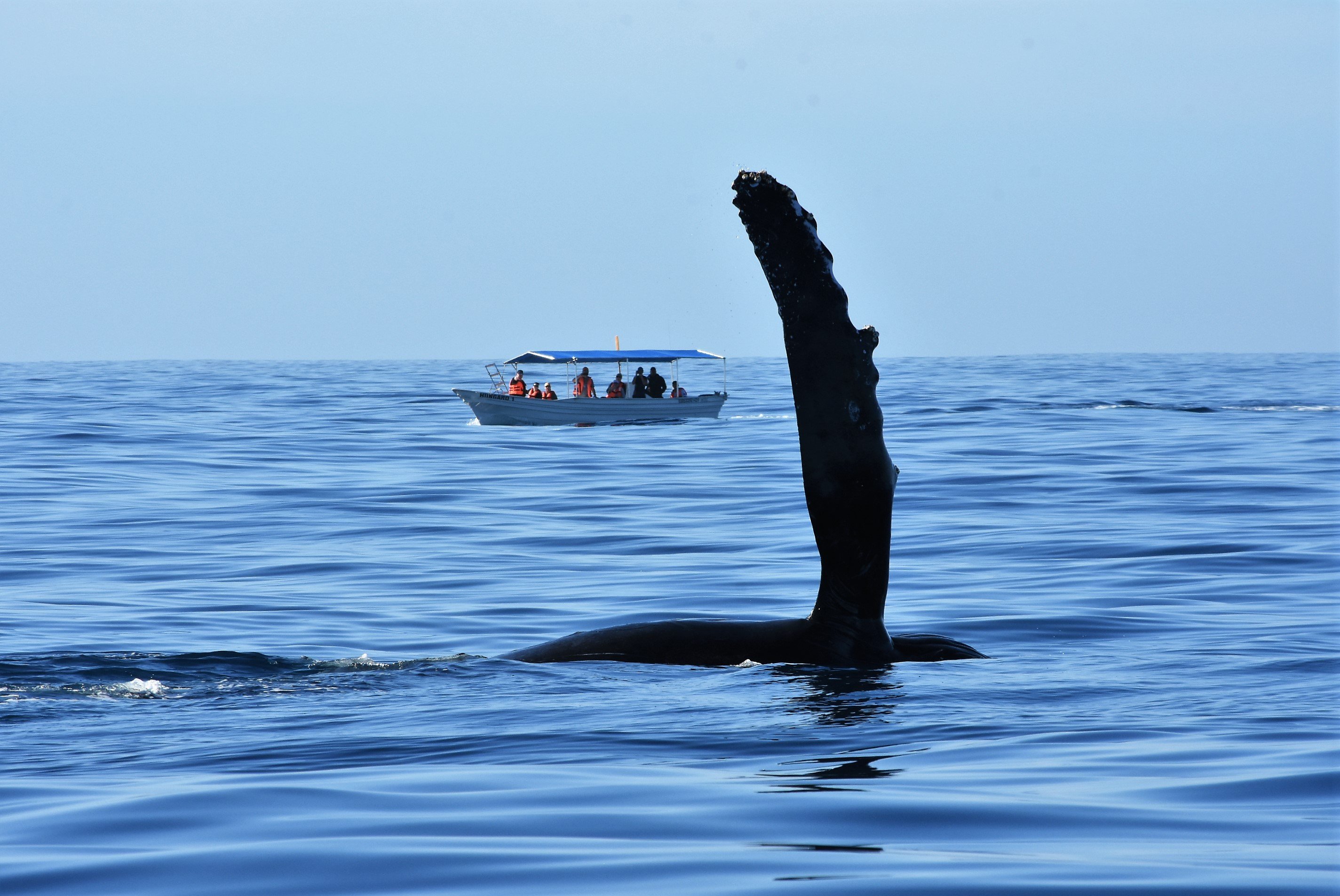 Cabo Whale Watching with All-Female Crew & Marine Biologist