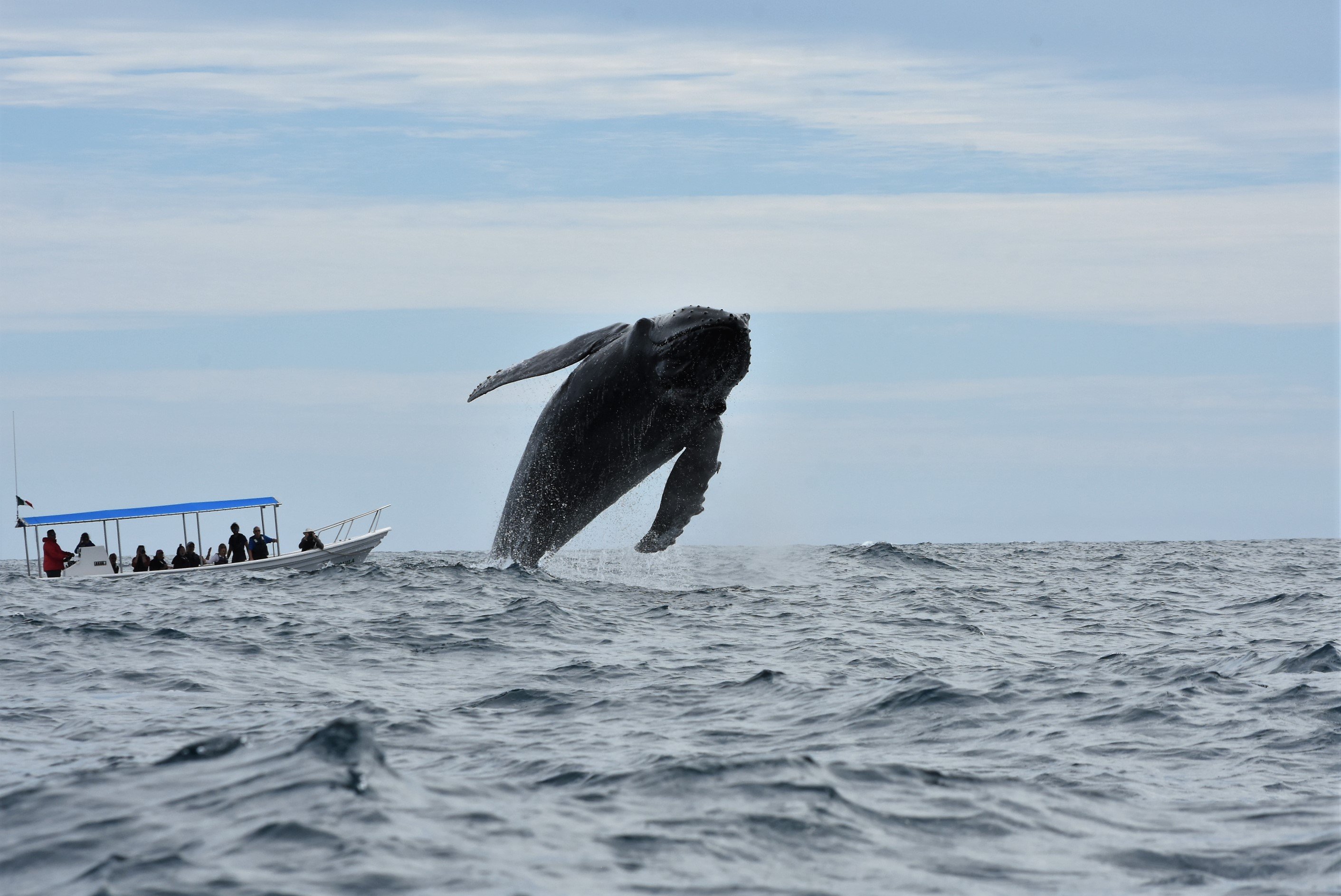 Cabo Whale Watching with All-Female Crew & Marine Biologist