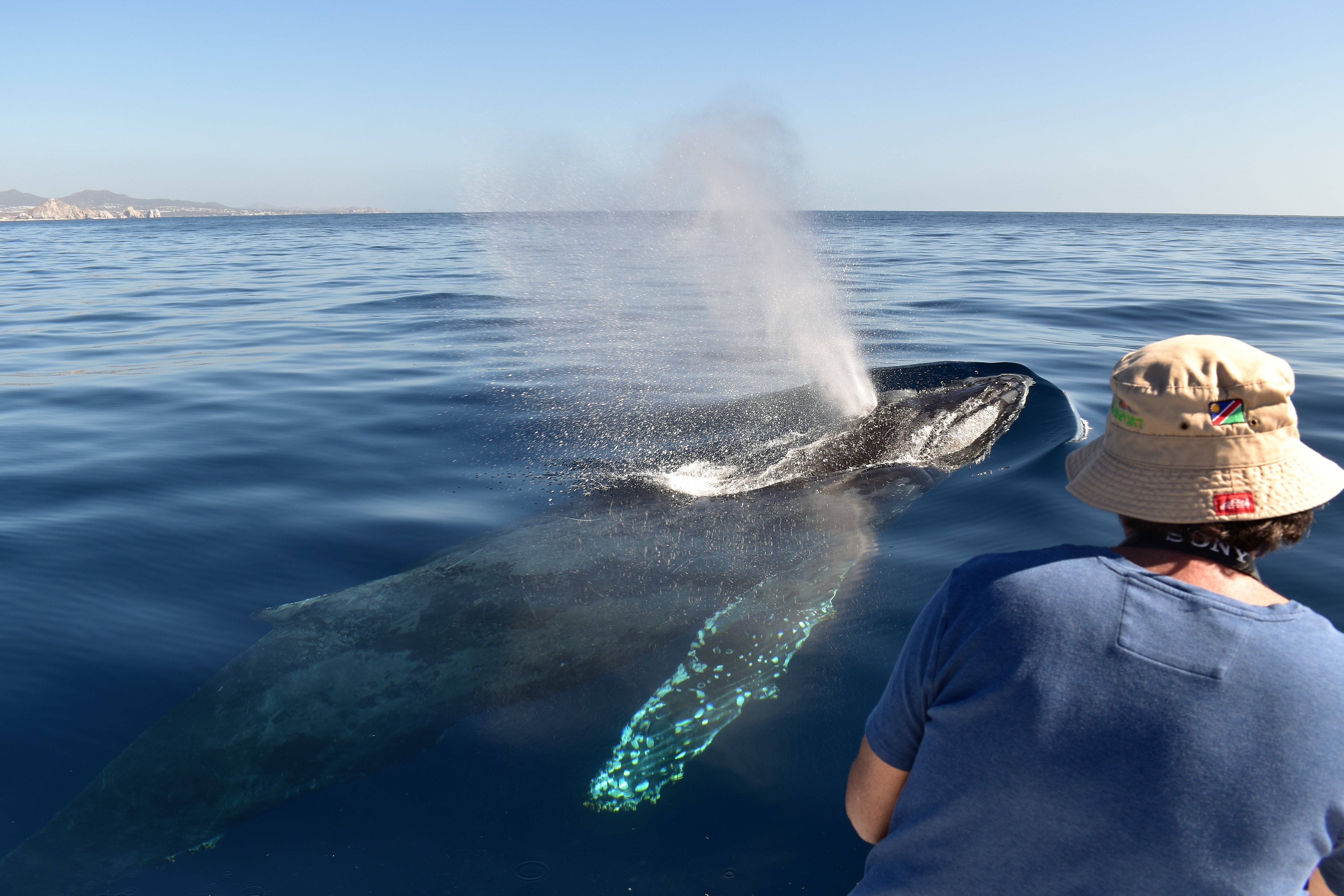 Cabo Whale Watching with All-Female Crew & Marine Biologist