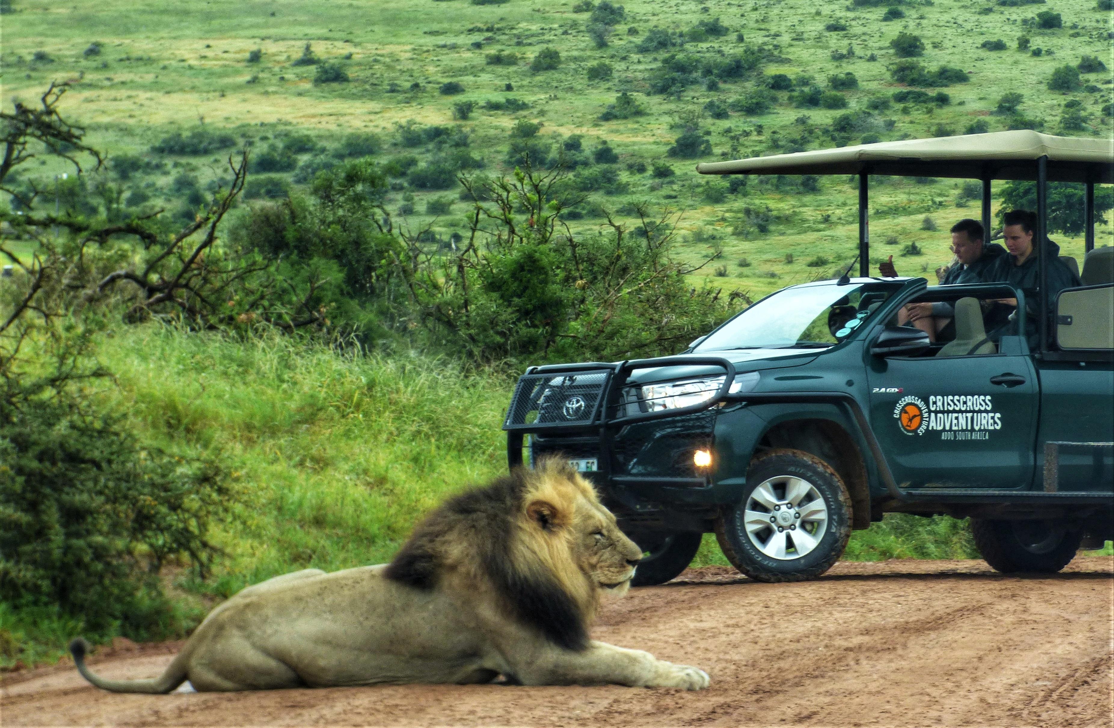 Full-Day Addo Elephant Park Safari with Traditional Braai