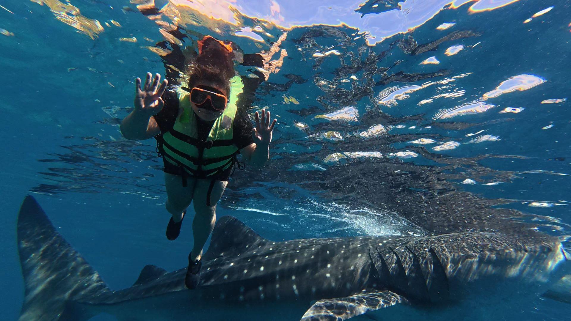 Private Oslob Whale Shark Expedition from Cebu