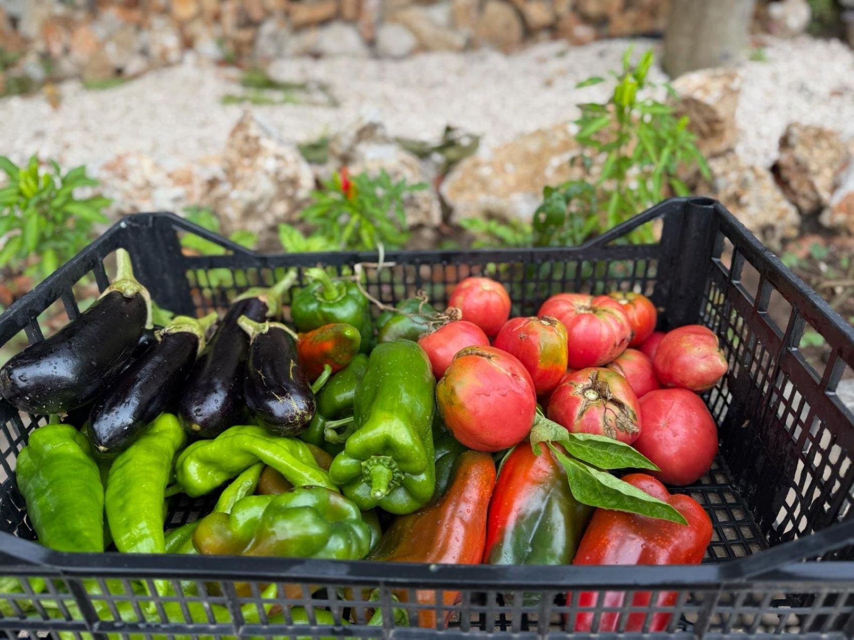 Capri Cooking Class at Villa Pasquale with Resident Chef