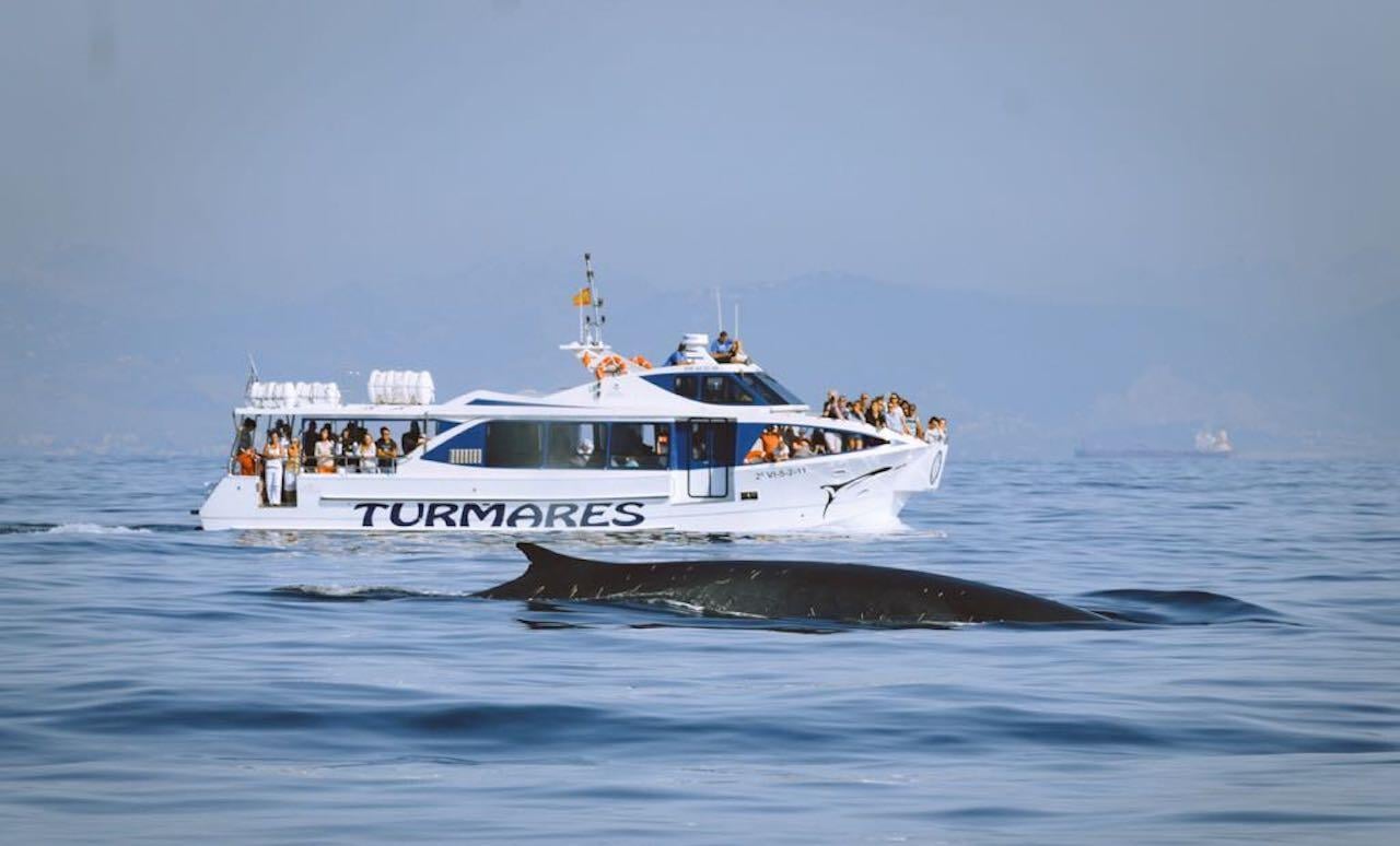 Strait of Gibraltar Dolphin and Whale Watching Cruise from Tarifa