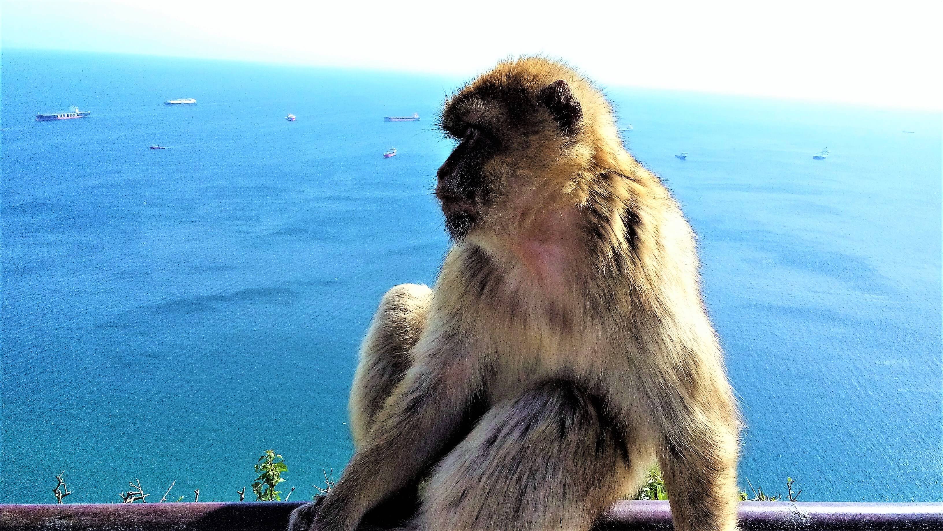 Private Gibraltar Day Trip from Málaga or Marbella
