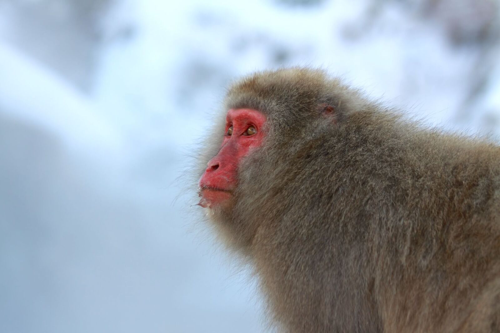 Nagano Snow Monkeys, Zenkoji Temple & Sake Day Tour