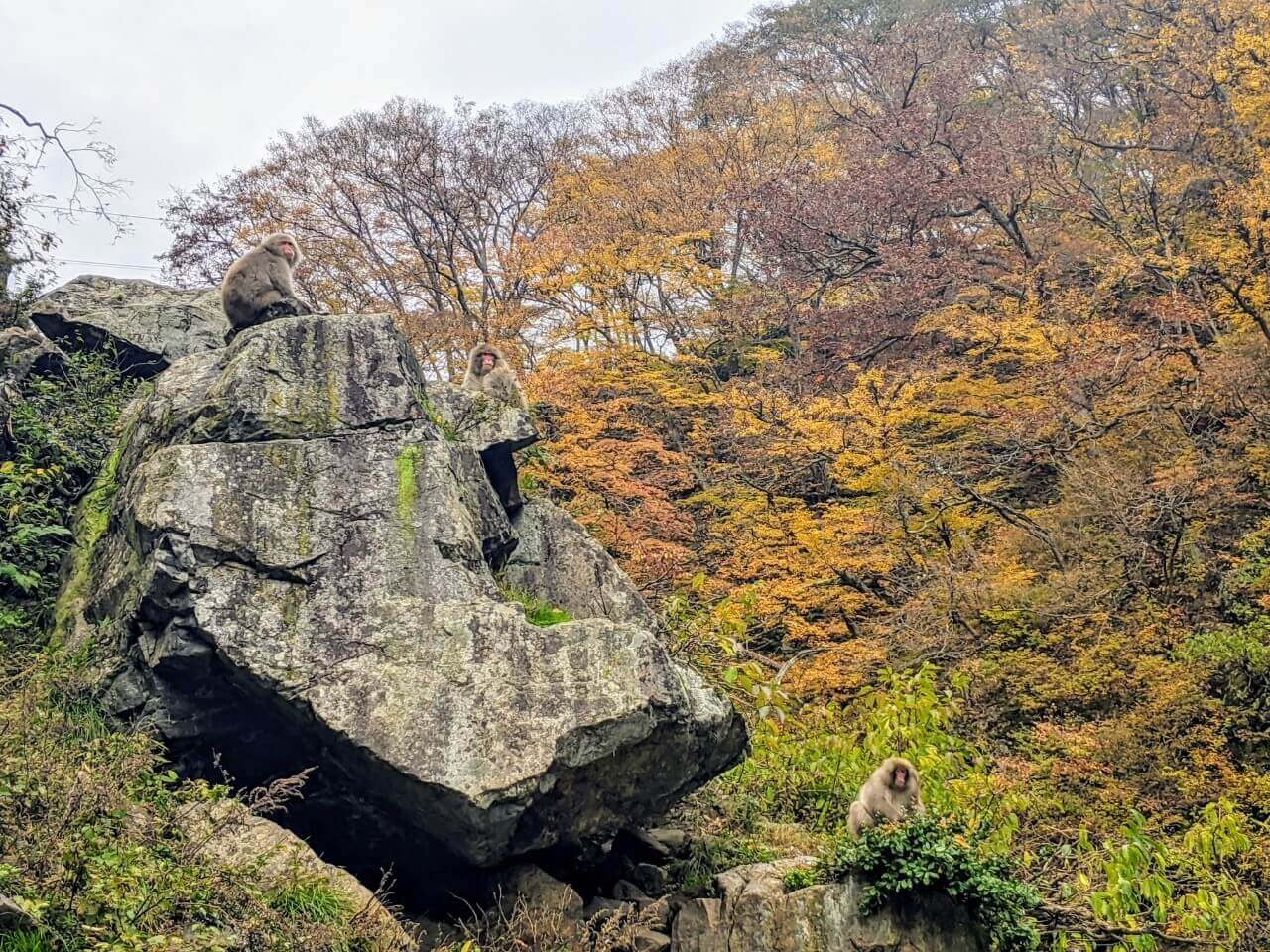 Nagano Snow Monkeys, Zenkoji Temple & Sake Day Tour