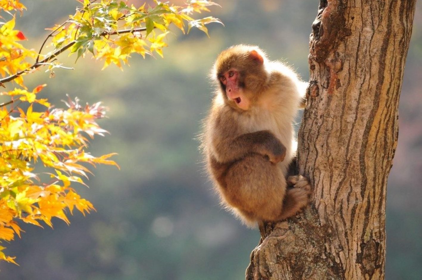 Nagano Snow Monkeys, Zenkoji Temple & Sake Day Tour