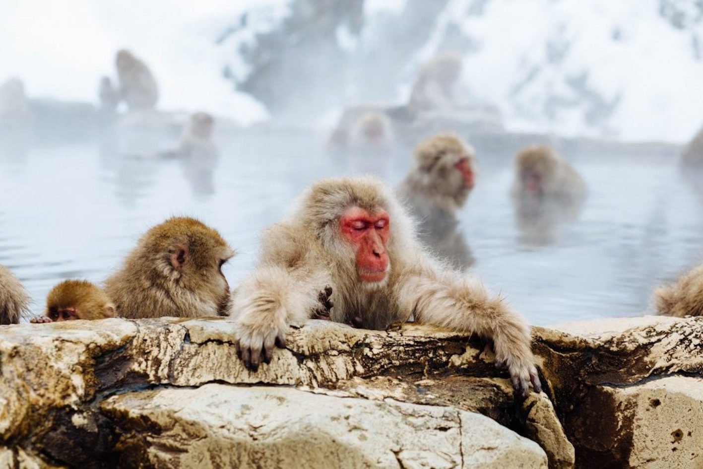 Nagano Snow Monkeys, Zenkoji Temple & Sake Day Tour
