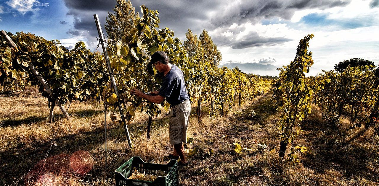 Naples: Mount Vesuvius Vineyard Tour w/ Lunch & Wine Tasting - Mount Vesuvius crater tour and Bay of Naples views