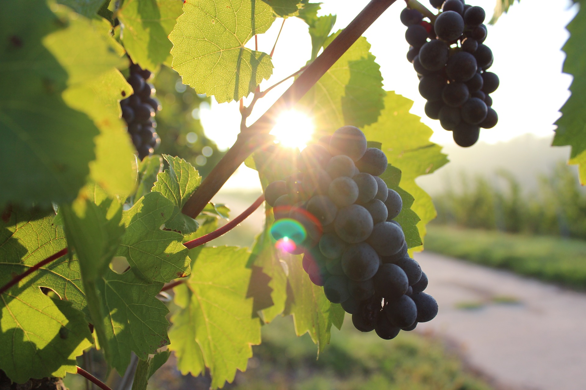 Naples: Mount Vesuvius Vineyard Tour w/ Lunch & Wine Tasting - Mount Vesuvius crater tour and Bay of Naples views