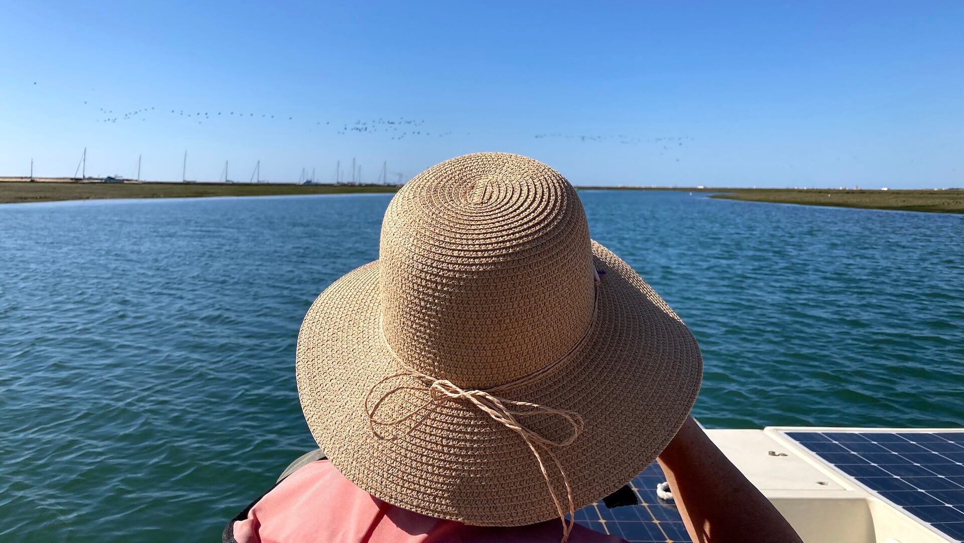 Faro: Ria Formosa Eco Birdwatching Boat Tour