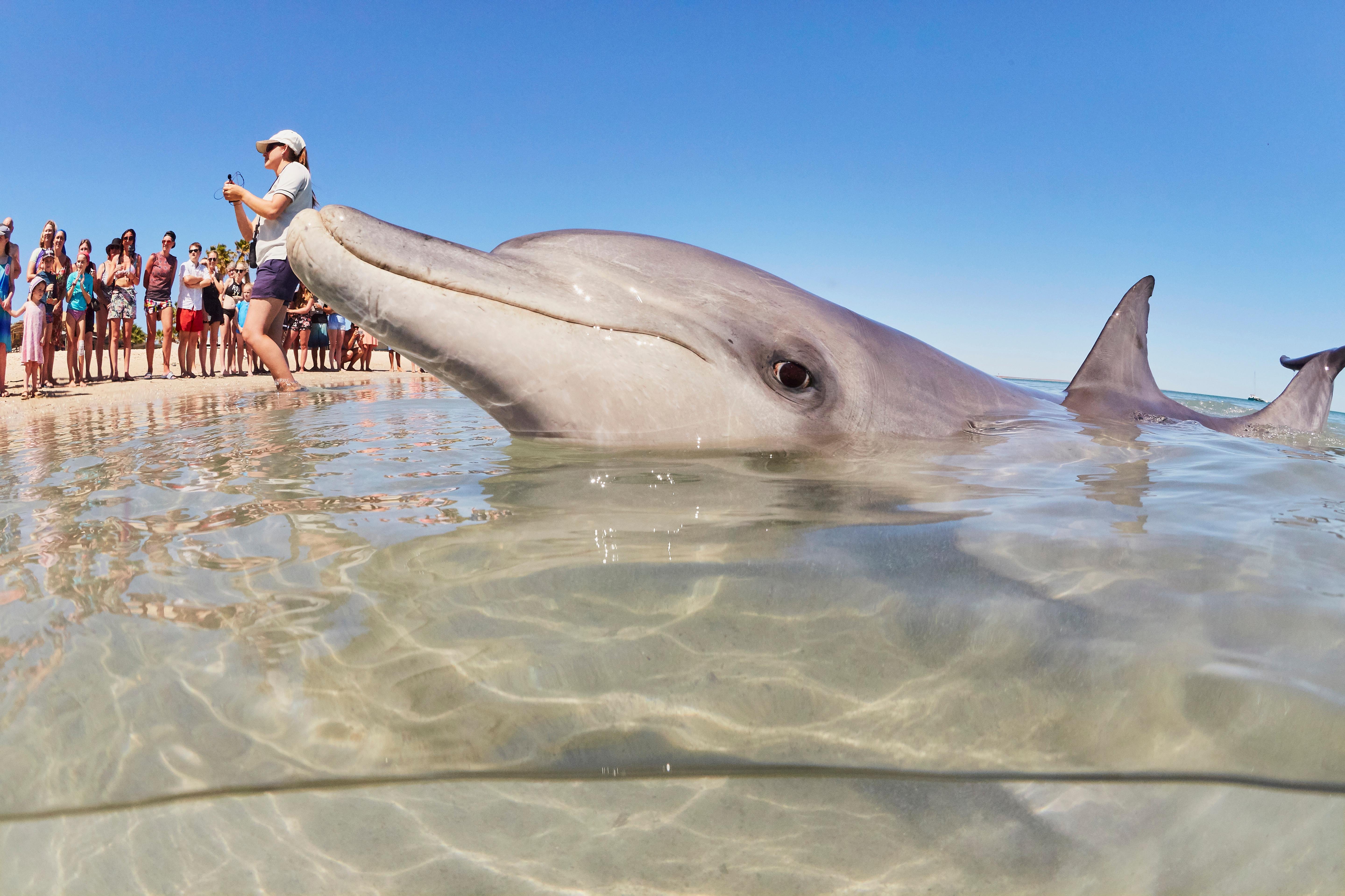 4-Day Coastal Loop: Monkey Mia Dolphins & Pink Lake