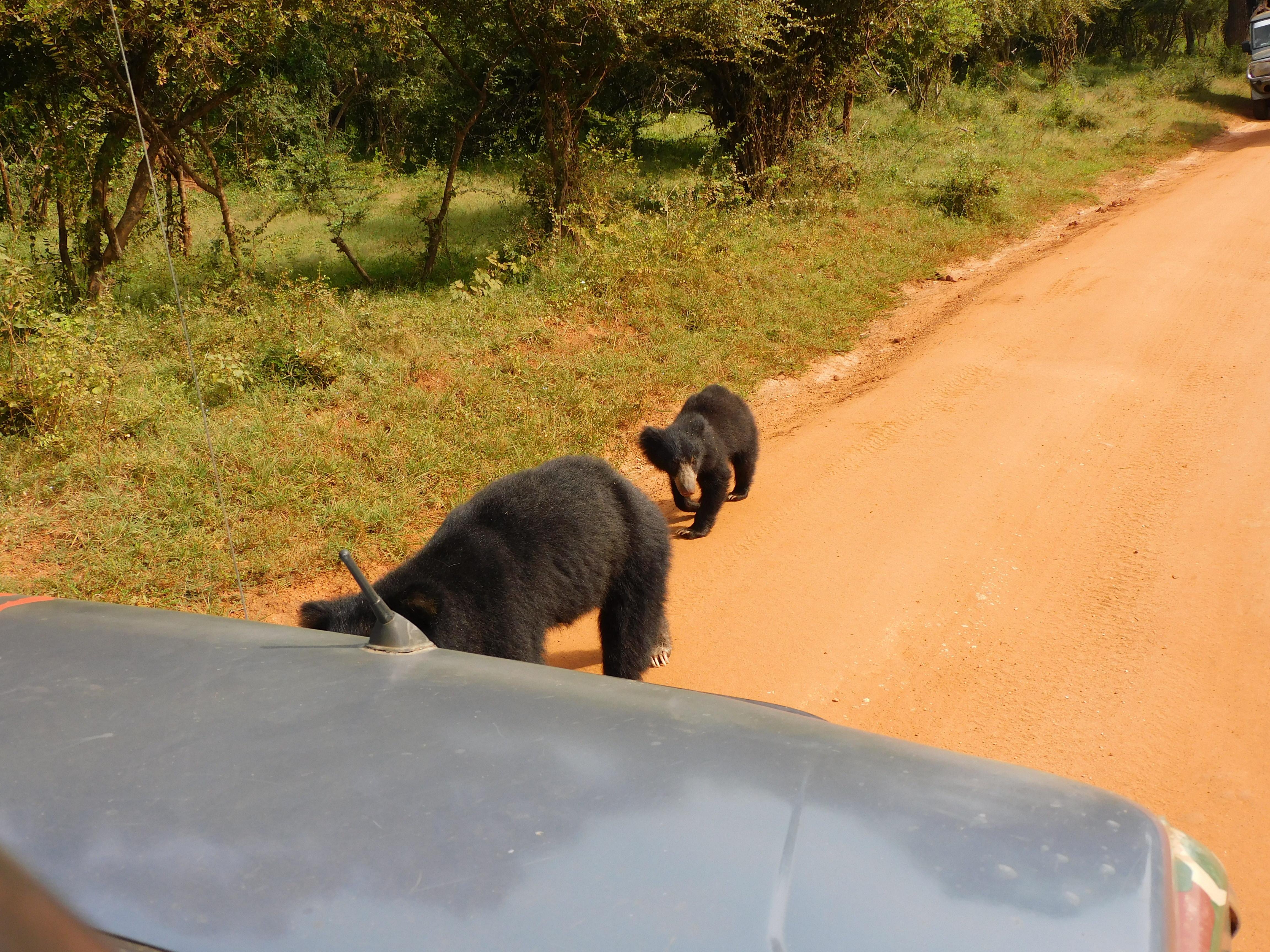 Yala National Park Safari Expedition