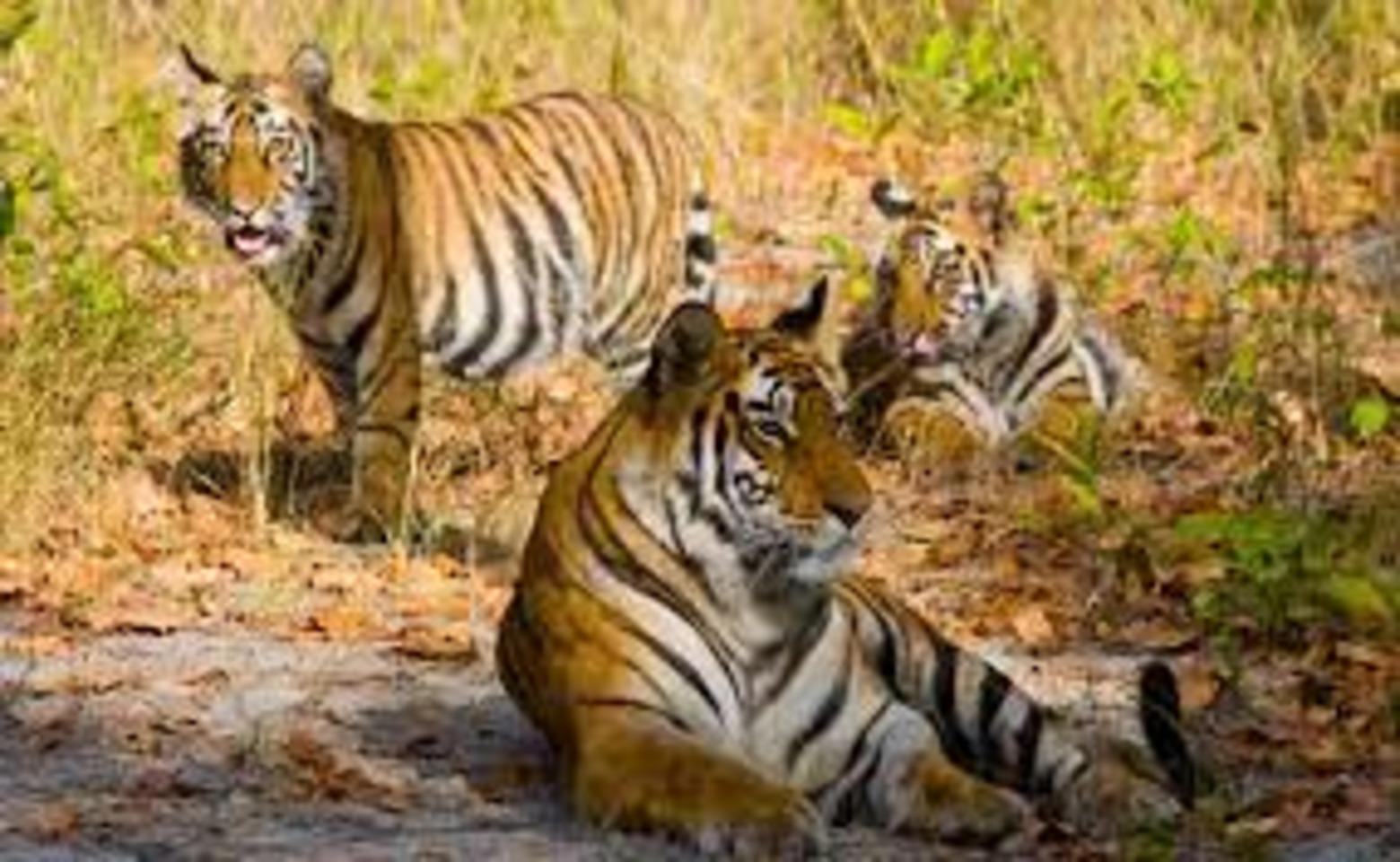 6-Day Golden Triangle & Ranthambore Tiger Safari