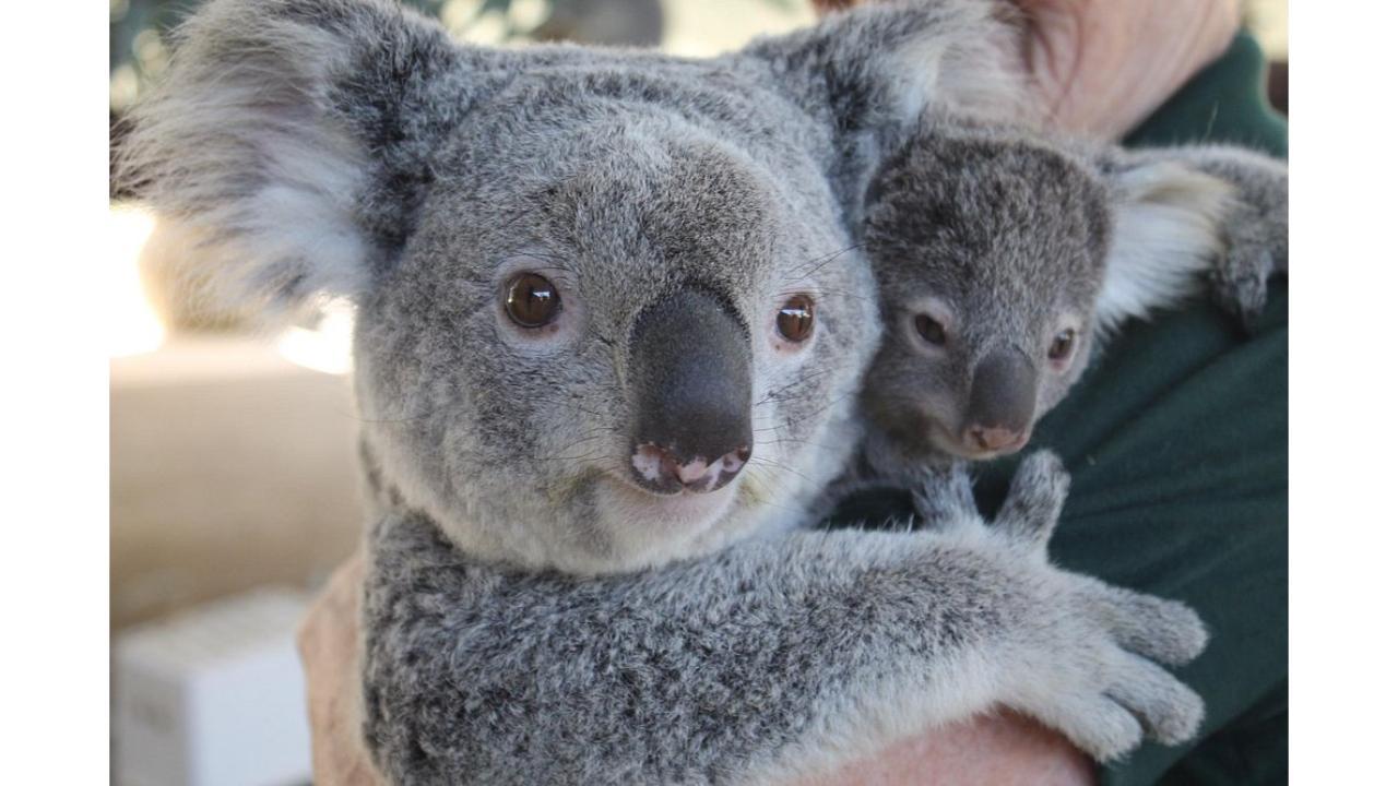 Perth Hills Wildlife & Heritage Pub Day Tour