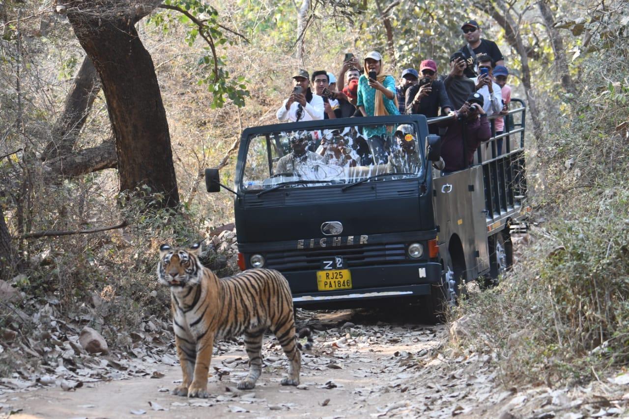 Ranthambore National Park Canter Tiger Safari
