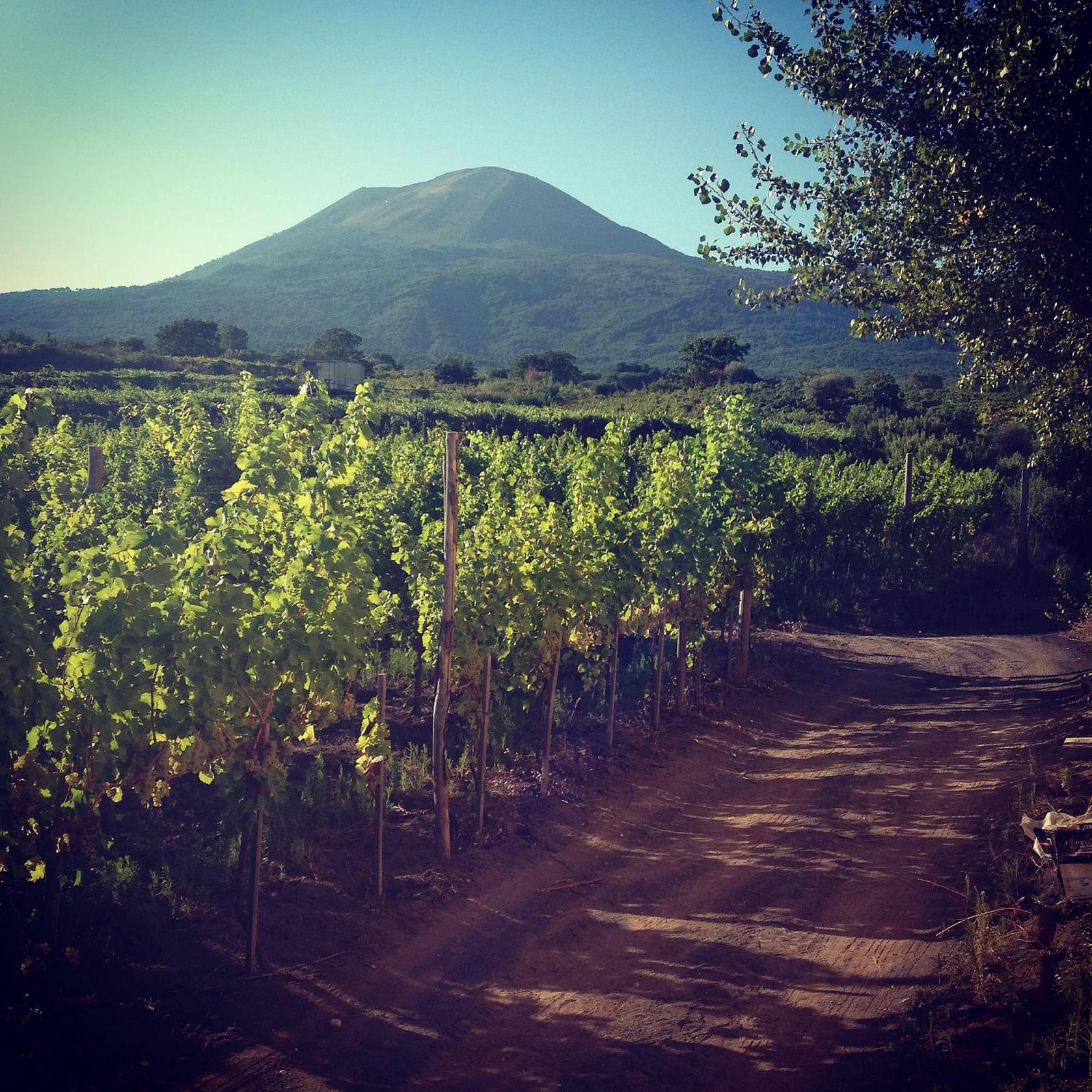 Naples: Mount Vesuvius Vineyard Tour w/ Lunch & Wine Tasting - Mount Vesuvius crater tour and Bay of Naples views